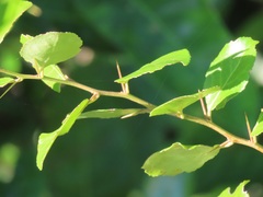 Gymnosporia harveyana harveyana