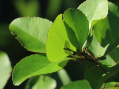 Gymnosporia harveyana harveyana
