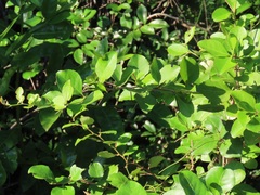 Gymnosporia harveyana harveyana