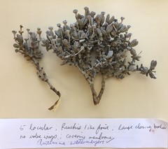 Antimima watermeyeri