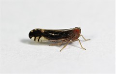 Stenocranus brunneus
