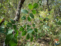 Rhus terebinthifolia