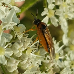 Athalia rosae