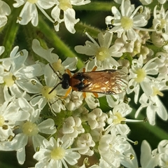 Athalia rosae