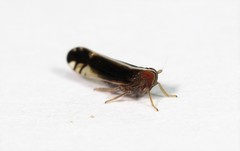 Stenocranus brunneus