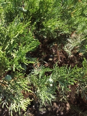 Juniperus excelsa