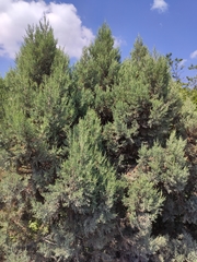 Juniperus excelsa