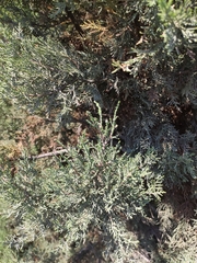 Juniperus excelsa