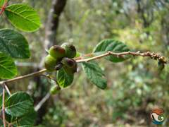 Rhus terebinthifolia