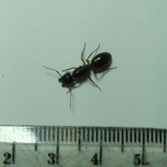 Camponotus