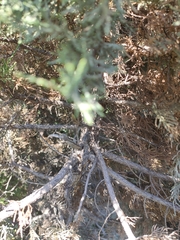Juniperus excelsa