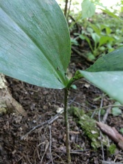 Convallaria majalis