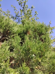 Juniperus excelsa