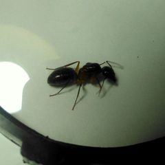 Camponotus