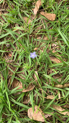 Wahlenbergia marginata