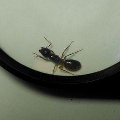 Camponotus