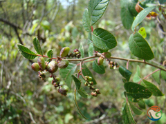 Rhus terebinthifolia