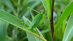 Leptophyes punctatissima