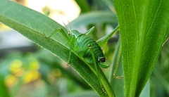 Leptophyes punctatissima