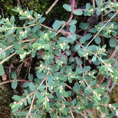 Euphorbia villifera