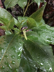 Phytolacca americana