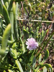 Armeria pseudarmeria