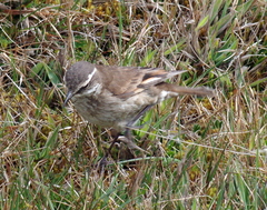 Cinclodes albidiventris
