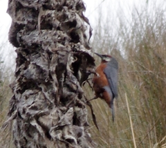 Conirostrum binghami