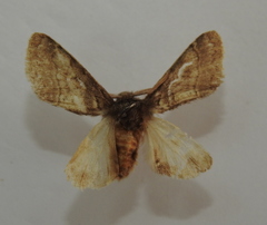 Gluphisia crenata