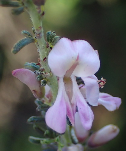 Image of Indigofera pappei by (c) Nicola van Berkel, some rights reserved (CC BY-SA)