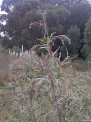 Acanthostyles buniifolius