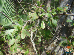 Wimmeria microphylla