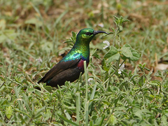 Cinnyris mariquensis
