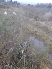 Acanthostyles buniifolius