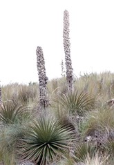 Puya clava-herculis