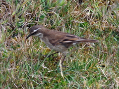 Cinclodes albidiventris