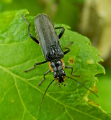 Cantharis obscura