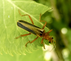 Armidia signata