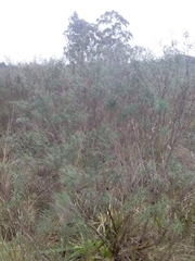 Acanthostyles buniifolius