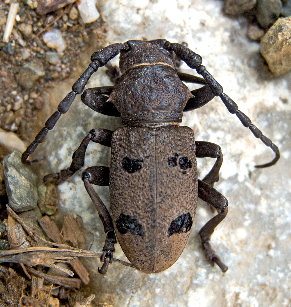 Herophila tristis