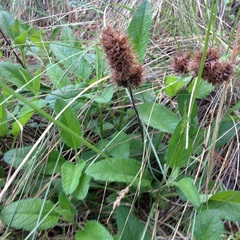 Lepechinia caulescens