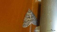 Hydriomena impluviata