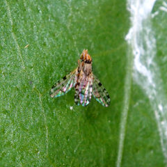 Campiglossa sororcula