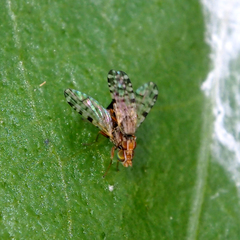 Campiglossa sororcula