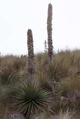 Puya clava-herculis