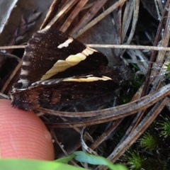 Thorybes pseudocellus