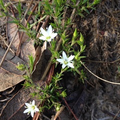 Arenaria lycopodioides