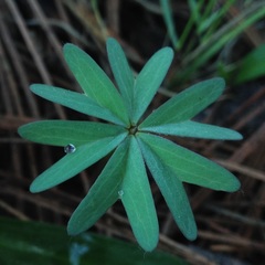 Oxalis divergens