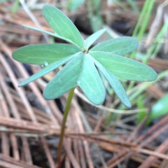 Oxalis divergens