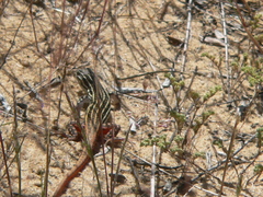 Acanthodactylus erythrurus